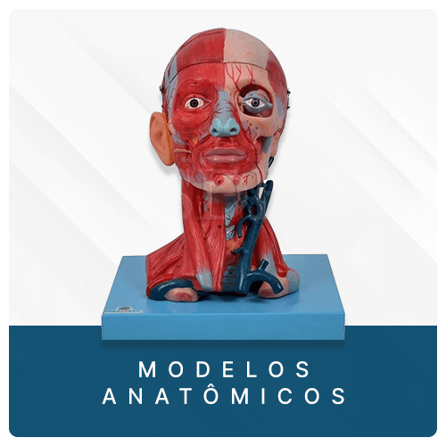 Destaque Modelos Anatômicos